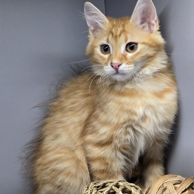 Katerchen Cooper möchte gern reisen, EKH Jungtier - Kater