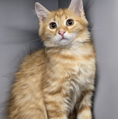 Katerchen Cooper möchte gern reisen, EKH Jungtier - Kater