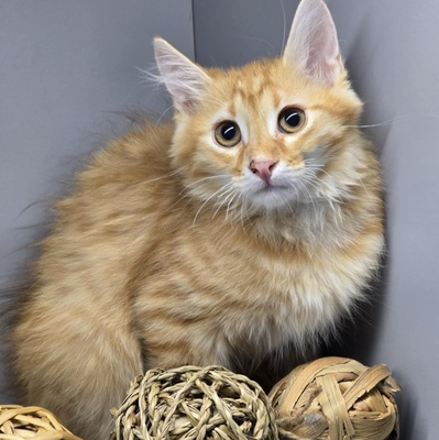 Katerchen Cooper möchte gern reisen, EKH Jungtier - Kater