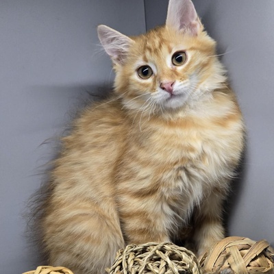 Katerchen Cooper möchte gern reisen, EKH Jungtier - Kater