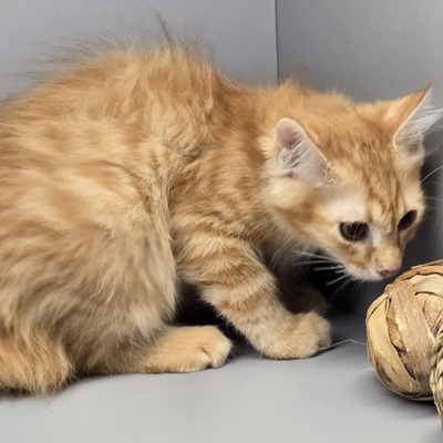 Katerchen Cooper möchte gern reisen, EKH Jungtier - Kater