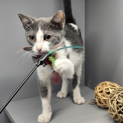 Katerchen Emil packt gern seinen Koffer, EKH Jungtier - Kater