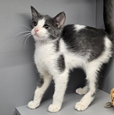 Katerchen Emil packt gern seinen Koffer, EKH Jungtier - Kater
