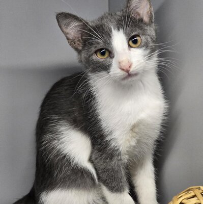 Katerchen Emil packt gern seinen Koffer, EKH Jungtier - Kater