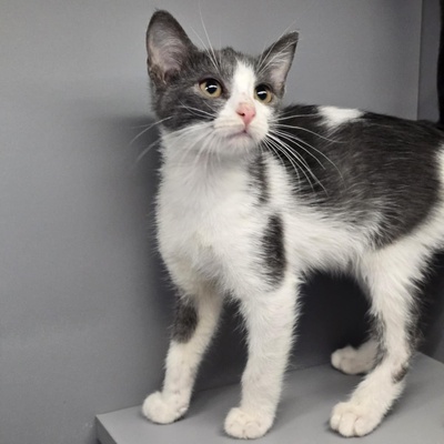 Katerchen Emil packt gern seinen Koffer, EKH Jungtier - Kater
