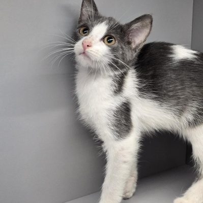 Katerchen Emil packt gern seinen Koffer, EKH Jungtier - Kater