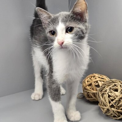 Katerchen Emil packt gern seinen Koffer, EKH Jungtier - Kater
