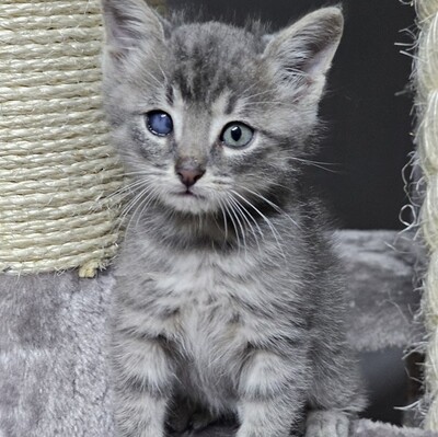 Katerchen Felix freut sich über Post, EKH Jungtier - Kater