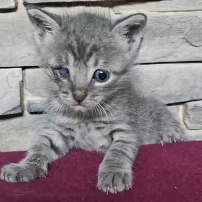 Katerchen Felix freut sich über Post, EKH Jungtier - Kater