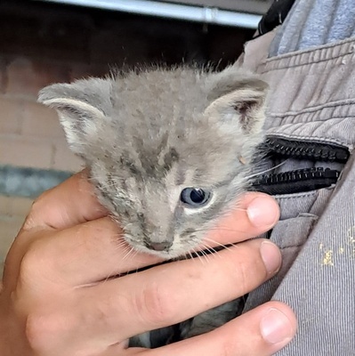 Katerchen Felix freut sich über Post, EKH Jungtier - Kater