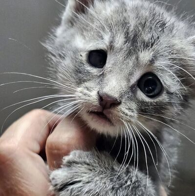 Katerchen Felix freut sich über Post, EKH Jungtier - Kater