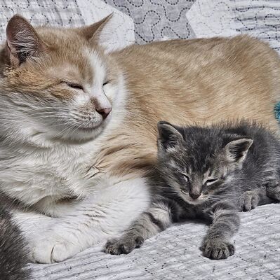 Katerchen Felix freut sich über Post, EKH Jungtier - Kater