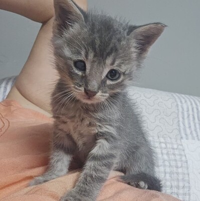 Katerchen Felix freut sich über Post, EKH Jungtier - Kater