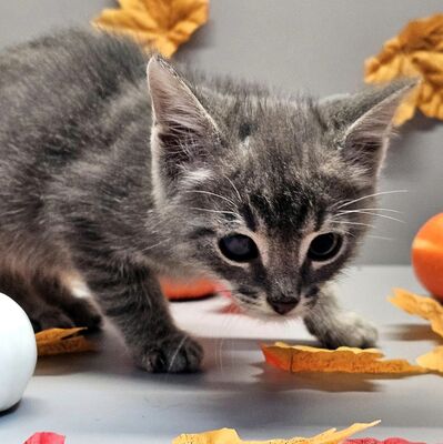 Katerchen Felix freut sich über Post, EKH Jungtier - Kater