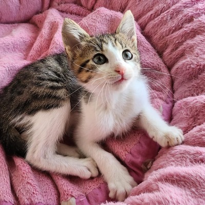 Katerchen Findus wartet auf Dich, EKH Jungtier - Kater