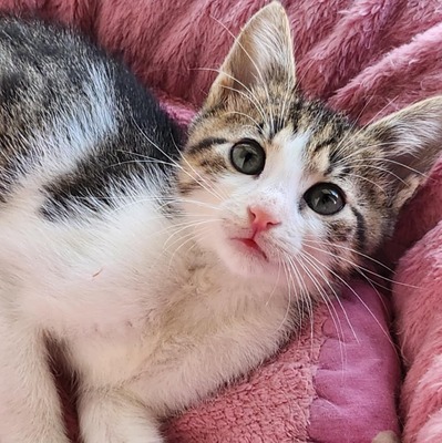 Katerchen Findus wartet auf Dich, EKH Jungtier - Kater