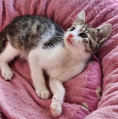 Katerchen Findus wartet auf Dich, EKH Jungtier - Kater