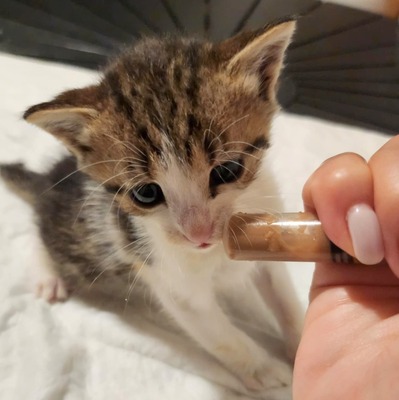 Katerchen Findus wartet auf Dich, EKH Jungtier - Kater