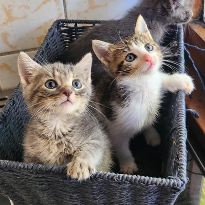 Katerchen Findus wartet auf Dich, EKH Jungtier - Kater