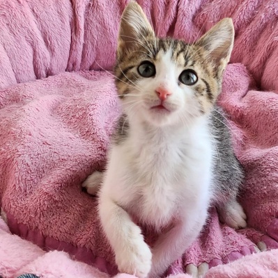 Katerchen Findus wartet auf Dich, EKH Jungtier - Kater