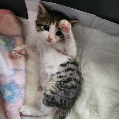 Katerchen Findus wartet auf Dich, EKH Jungtier - Kater