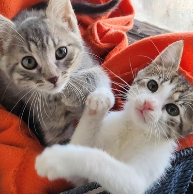 Katerchen Findus wartet auf Dich, EKH Jungtier - Kater