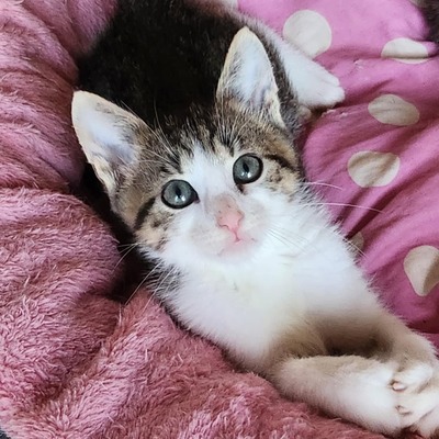 Katerchen Findus wartet auf Dich, EKH Jungtier - Kater