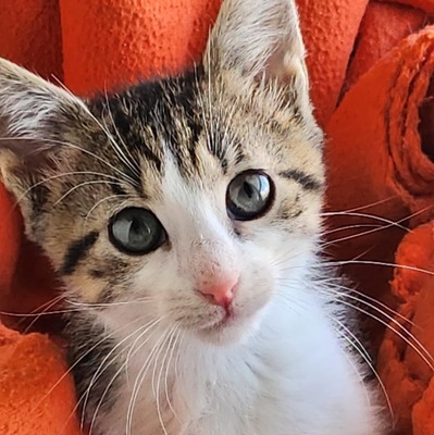 Katerchen Findus wartet auf Dich, EKH Jungtier - Kater