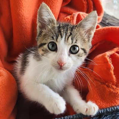 Katerchen Findus wartet auf Dich, EKH Jungtier - Kater