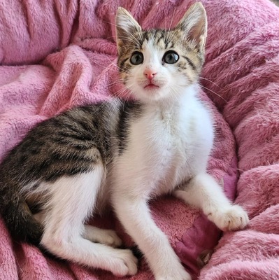 Katerchen Findus wartet auf Dich, EKH Jungtier - Kater