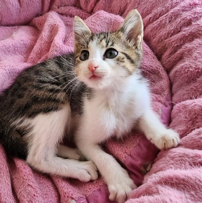 Katerchen Findus wartet auf Dich, EKH Jungtier - Kater