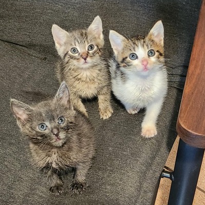 Katerchen Findus wartet auf Dich, EKH Jungtier - Kater