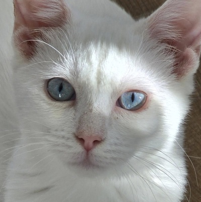 Katerchen Fionn möchte Dein Herz erobern, EKH Jungtier - Kater