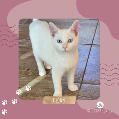 Katerchen Fionn schmust und spielt gern, EKH Jungtier - Kater