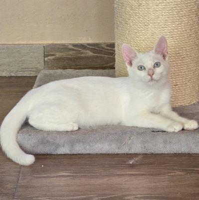 Katerchen Fionn schmust und spielt gern, EKH Jungtier - Kater