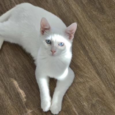 Katerchen Fionn schmust und spielt gern, EKH Jungtier - Kater