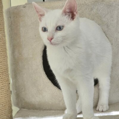 Katerchen Fionn schmust und spielt gern, EKH Jungtier - Kater