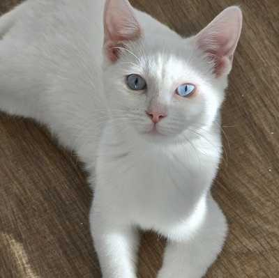 Katerchen Fionn schmust und spielt gern, EKH Jungtier - Kater