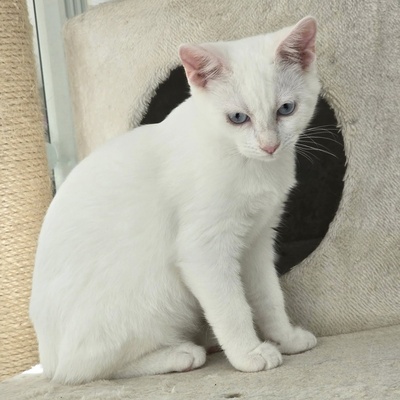 Katerchen Fionn schmust und spielt gern, EKH Jungtier - Kater