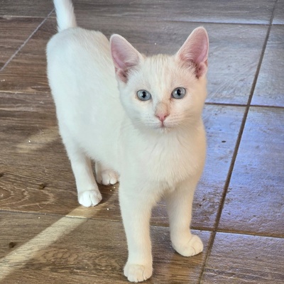 Katerchen Fionn schmust und spielt gern, EKH Jungtier - Kater