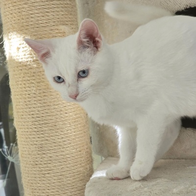 Katerchen Fionn sucht Dich zum spielen, EKH Jungtier - Kater