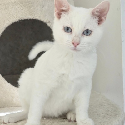 Katerchen Fionn sucht Dich zum spielen, EKH Jungtier - Kater