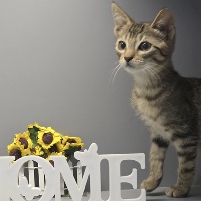 Katerchen Freddy möchte Deine Welt erobern, EKH Jungtier - Kater