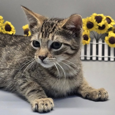 Katerchen Freddy möchte Deine Welt erobern, EKH Jungtier - Kater
