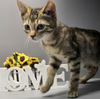 Katerchen Freddy möchte Deine Welt erobern, EKH Jungtier - Kater