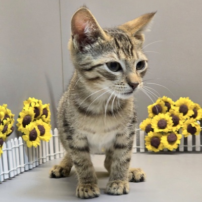 Katerchen Freddy möchte Deine Welt erobern, EKH Jungtier - Kater