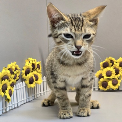 Katerchen Freddy möchte Deine Welt erobern, EKH Jungtier - Kater