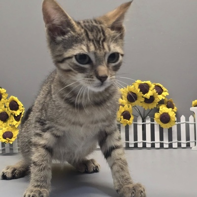 Katerchen Freddy möchte Deine Welt erobern, EKH Jungtier - Kater