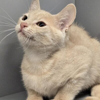 Katerchen Hansi ist ein kleiner Schmusebär, EKH Jungtier - Kater