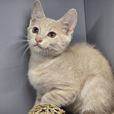 Katerchen Hansi ist ein kleiner Schmusebär, EKH Jungtier - Kater